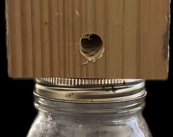 Carpenter Bee trap
