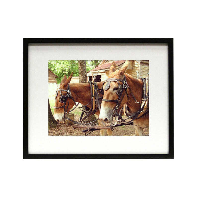 Mule Print or Canvas Plow Mule Farmhouse Decor Rustic Wall Etsy