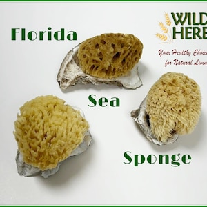 FLORIDA Sea Sponges: Sustainably Harvested by Expert Divers, South FL | Shower Bath Luxurious Sponge in Various Sizes Wash Cars with XL Size