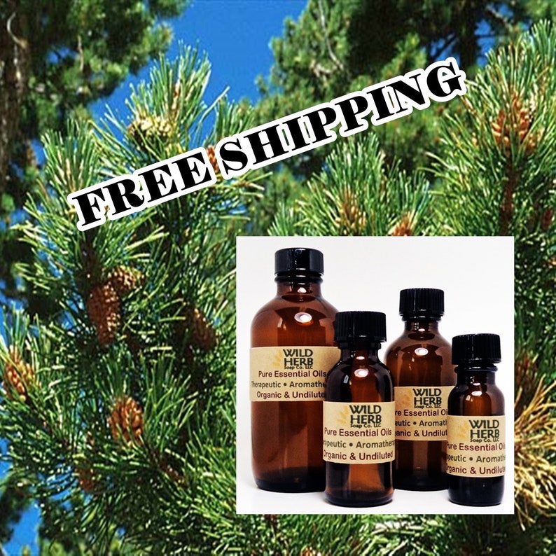 ORGANIC PINE Essential Oil Pure Therapeutic Grade Aromatherapy Candle, Bath & Body Scents Bulk Sizes Wholesale Prices Fast Ship image 2