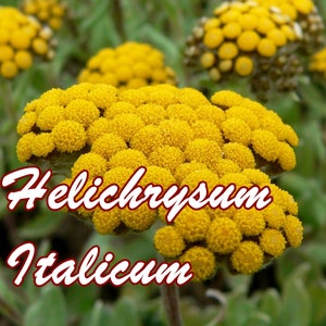 May include: Close-up of a yellow Helichrysum italicum flower. The flower is in bloom and has a bright yellow color. The flower is surrounded by green leaves.