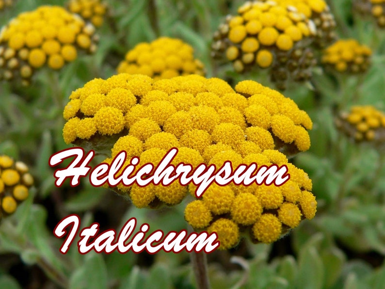 May include: Close-up of a yellow Helichrysum italicum flower. The flower is in bloom and has a bright yellow color. The flower is surrounded by green leaves.