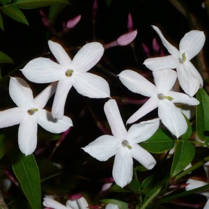 EVENING JASMINE Premium Fragrance Oil | Strong Scent for making soap, candles, potpourri, bath products, diffusers & more | Free Shipping