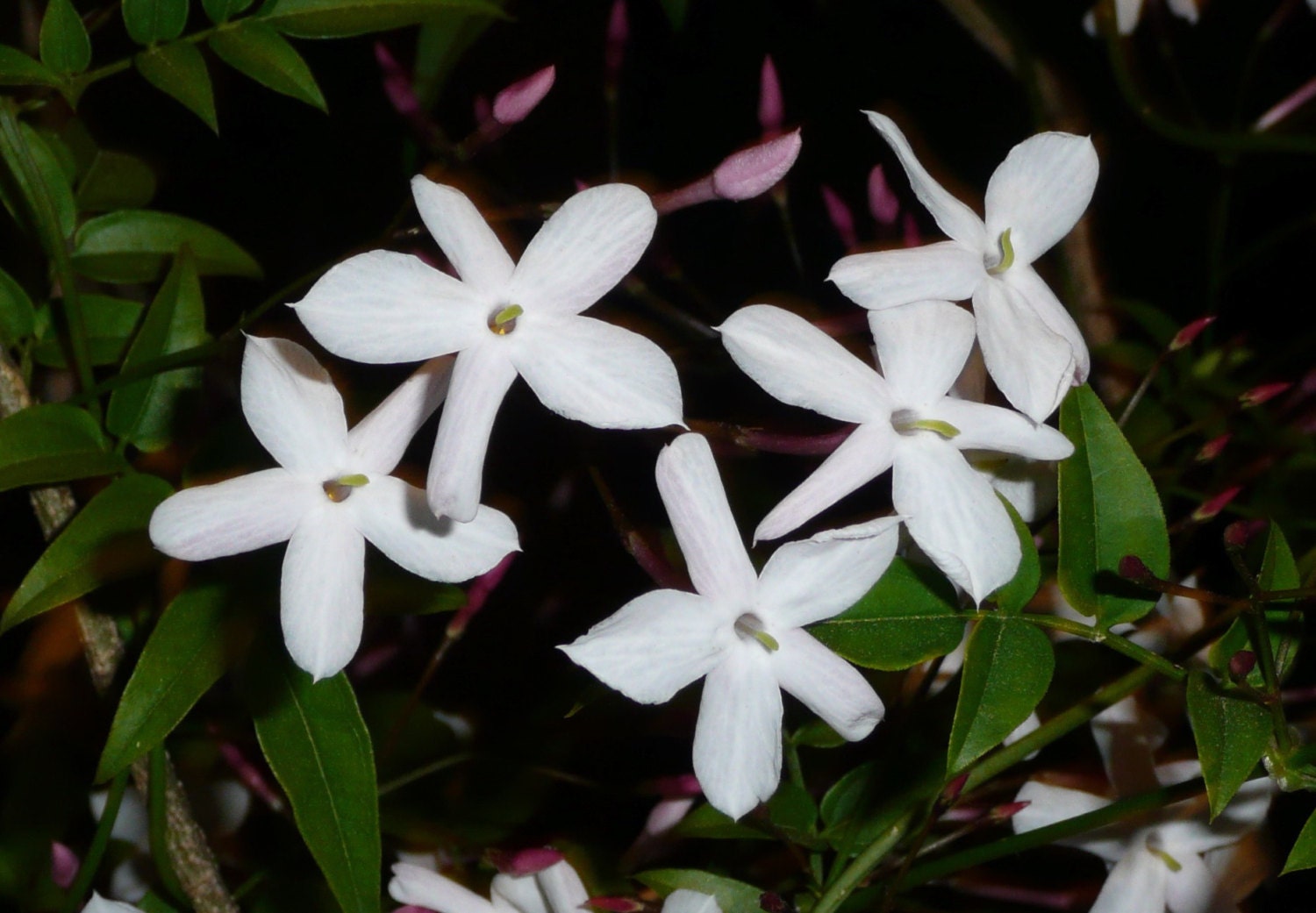 Evening Jasmine Fragrance Oil — The Essential Oil Company