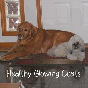 FLEA & TICK Dog Shampoo, Organic Natural Liquid Oatmeal Formula Soap Prevents Itching Enhances Coat Made in USA Bulk Sizes Available image 4