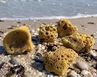 Florida Coast Sea Sponge Sustainable Unbleached