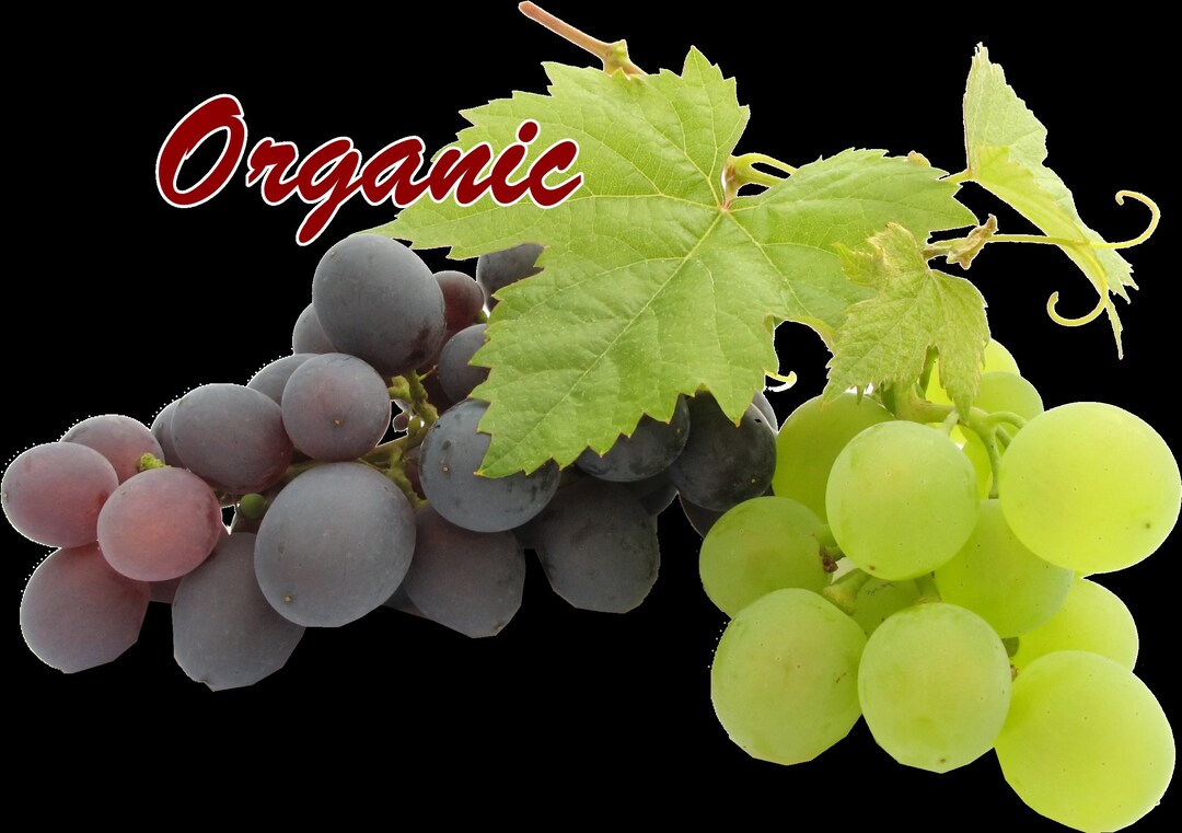 Organic Grapeseed Oil, Pure Bulk Sizes Wholesale Prices Choose Size Use