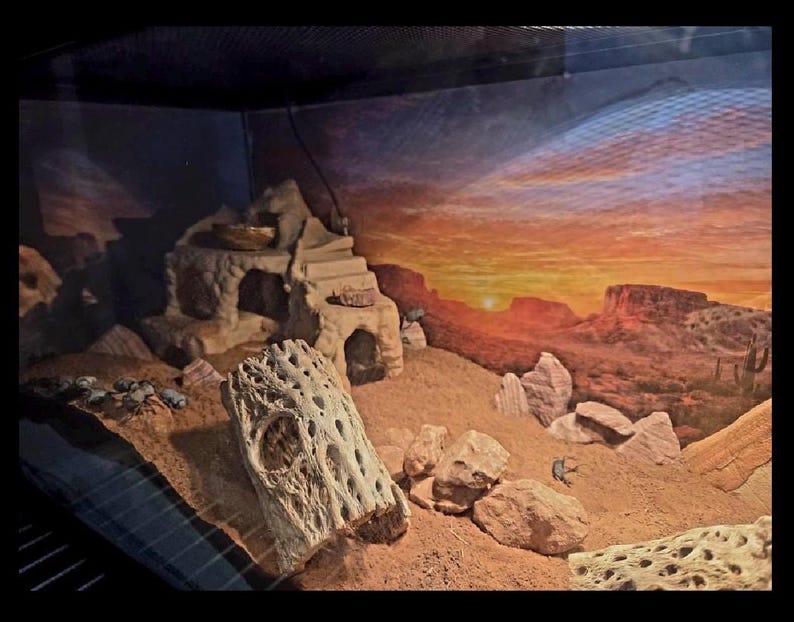 May include: A desert-themed reptile enclosure featuring a sandy substrate, scattered rocks, and two pieces of porous cholla wood. A tan, multi-level stone-like structure with stairs and arched openings sits in the back, set against a sunset backdrop.