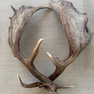 May include: A pair of fallow deer antlers with a broad, flattened palmated shape and several points extending from the edges. The antlers are brown with lighter, weathered textures and are tied together at the base with a thin piece of brown twine.