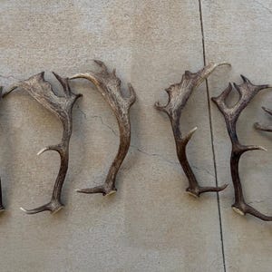 May include: A collection of six fallow deer antlers arranged in two groups of three. Each antler features a distinct palmate shape with multiple tines extending from the main beam. The antlers display a natural brown and grey textured surface.