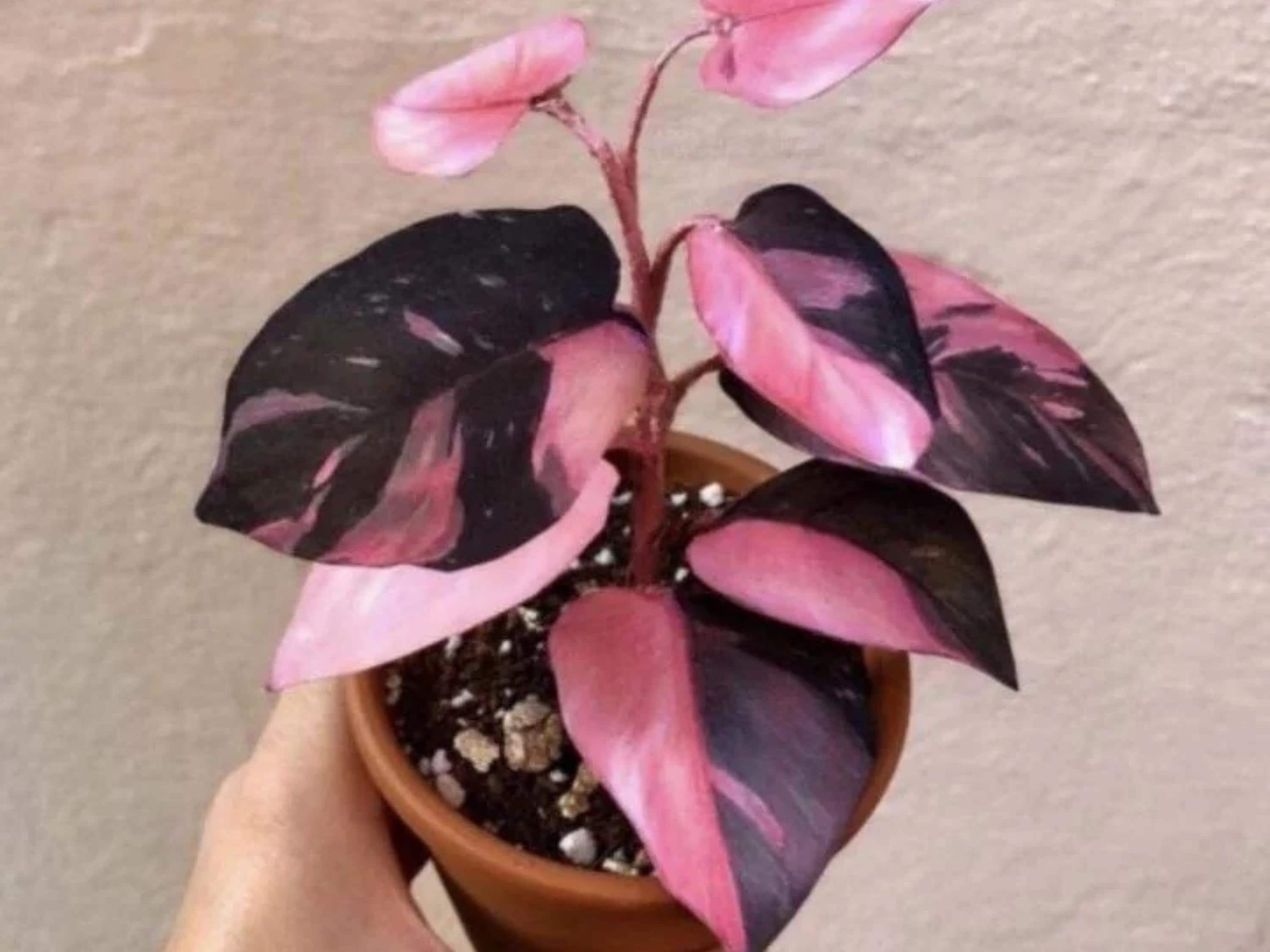 Philodendron micans pink variegated - Etsy 日本