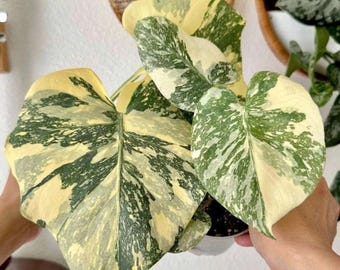 斑入りモンステラ ホワイトスノー | 6インチ鉢植え - Etsy 日本