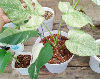 モンステラ グリーンオングリーン 斑入り - Etsy 日本