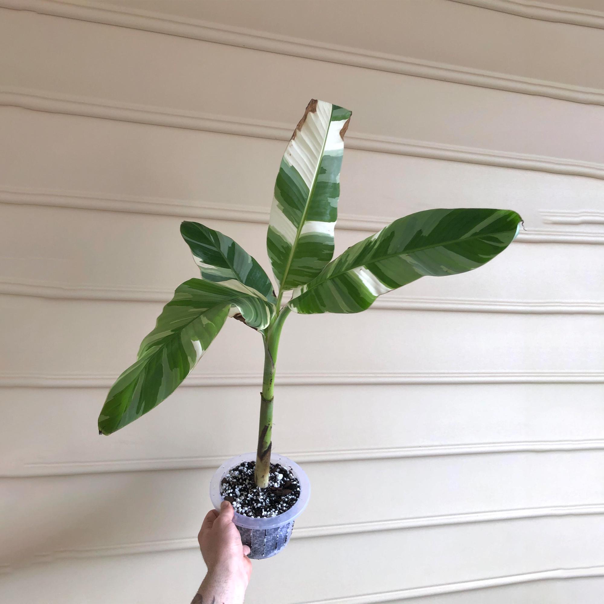 その他観葉植物 Musa Florida variegated Musa Florida Variegated | Plants | GrowTropicals.com