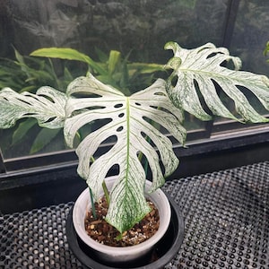 Monstera devil monster - Etsy 日本