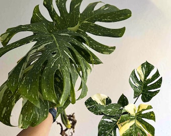 斑入りモンステラ ホワイトスノー | 6インチ鉢植え - Etsy 日本