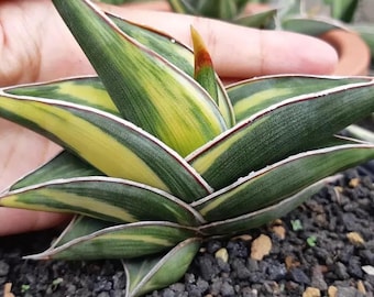 その他観葉植物 Anthurium rubrinervium velvet Anthurium