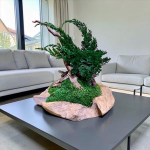 Wacholder-Bonsai-Skulptur aus Treibholzwurzeln – Kunst aus konserviertem Moos – Zen-Dekor – Natürliches Wohnaccessoire aus Holz – Wabi-Sabi-Zen-Mittelstück