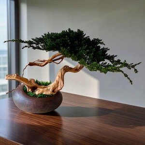 Könnte beinhalten: Ein Bonsai-Baum mit einem knorrigen, hellbraunen Holzstamm in horizontaler, geschwungener Form. Der Baum hat dichtes, dunkelgrünes Laub und ist in einen glatten, dunkelbraunen, abgerundeten Keramiktopf mit hellgrünem Moos gepflanzt.