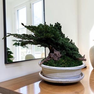 Op de afbeelding: Een bonsai boom met weelderig groen gebladerte en een getextureerde, bruine stam. De boom staat in een witte keramische pot met een bijpassende schotel. De bonsai staat op een houten oppervlak, met een spiegel op de achtergrond.