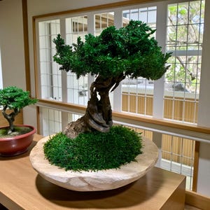 Könnte beinhalten: Ein Bonsai-Baum mit einem dicken, knorrigen braunen Stamm und dichtem, leuchtend grünem Laub. Der Baum ist in eine flache, helle Holzschale gepflanzt, die mit einer dicken Schicht aus hellgrünem Moos gefüllt ist, neben einem kleineren Bonsai.
