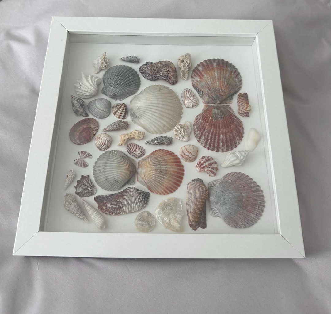 Southwest Florida Shell Collage in Shadow Box | Handcrafted Coastal Art ...
