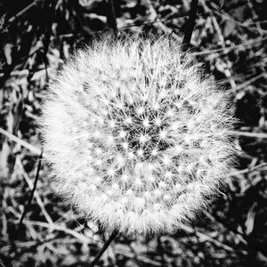 Dandelion