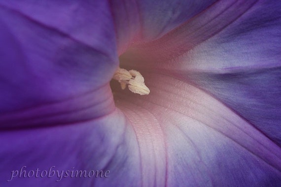 Lavender Morning Glory 8x12 Purple Flower Macro Fine Art Etsy