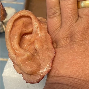 Op de afbeelding: Een realistisch ogende, vleeskleurige prothese-oor gemaakt van siliconen. Het oor is gedetailleerd met een natuurlijk ogende oorlel en helix.