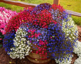 Trailing Lobelia Cascade Mix 7000 Seeds, Lobelia Pendula Balcony Flower Seeds