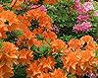 Orange Azalea Japanese Evergreen Shrub Plant, Hardy Garden Plant in 9cm Pot