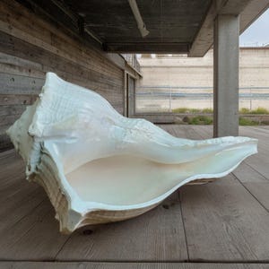 May include: A large, off-white conch shell with a polished surface. The shell's opening reveals a pale interior. The shell is displayed on a wooden deck, highlighting its size and natural form. The shell measures approximately 40 cm in length.