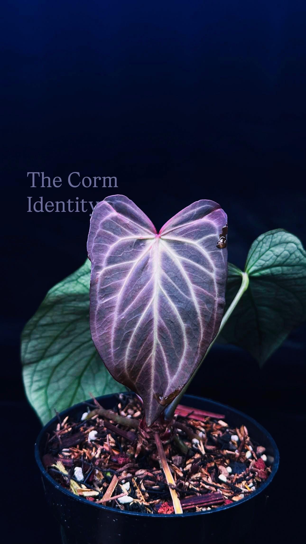 Anthurium Kos Hu - Etsy