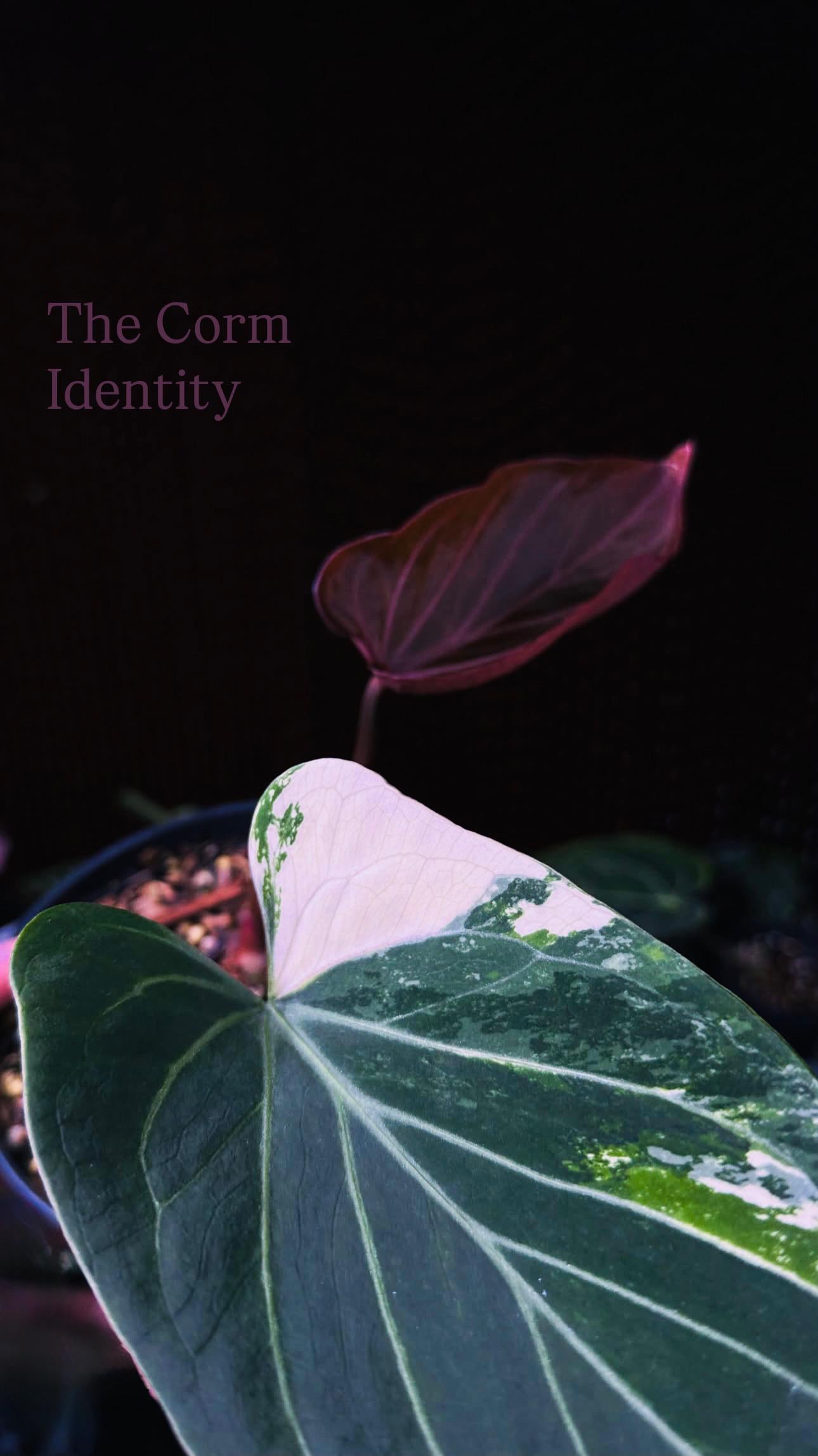 Skg Silver Anthurium - Etsy