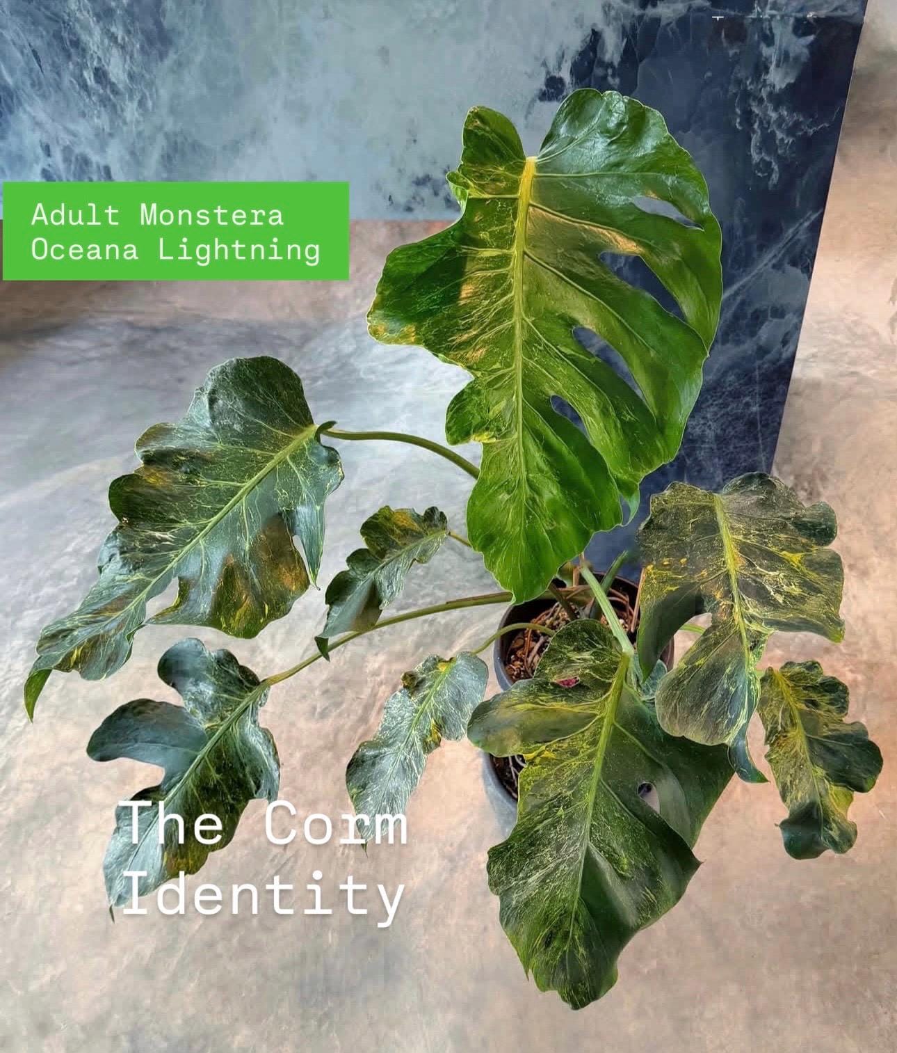 Monstera Oceana - Etsy
