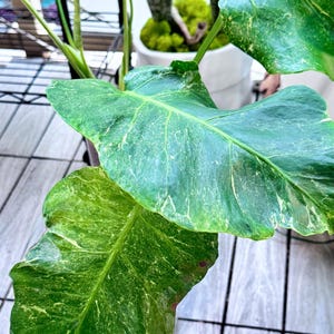 Monstera Oceana - Etsy