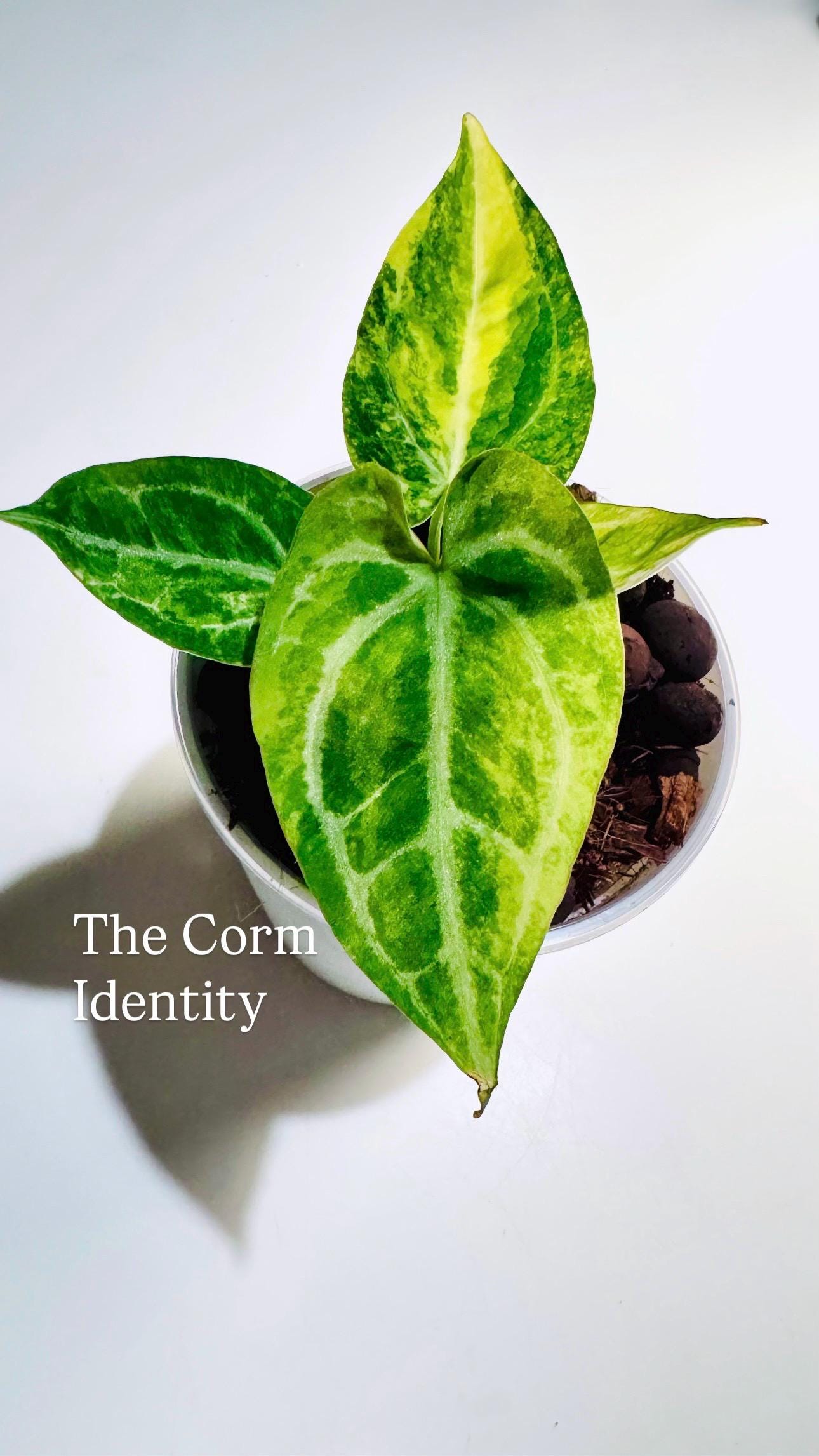 Anthurium Venom - Etsy