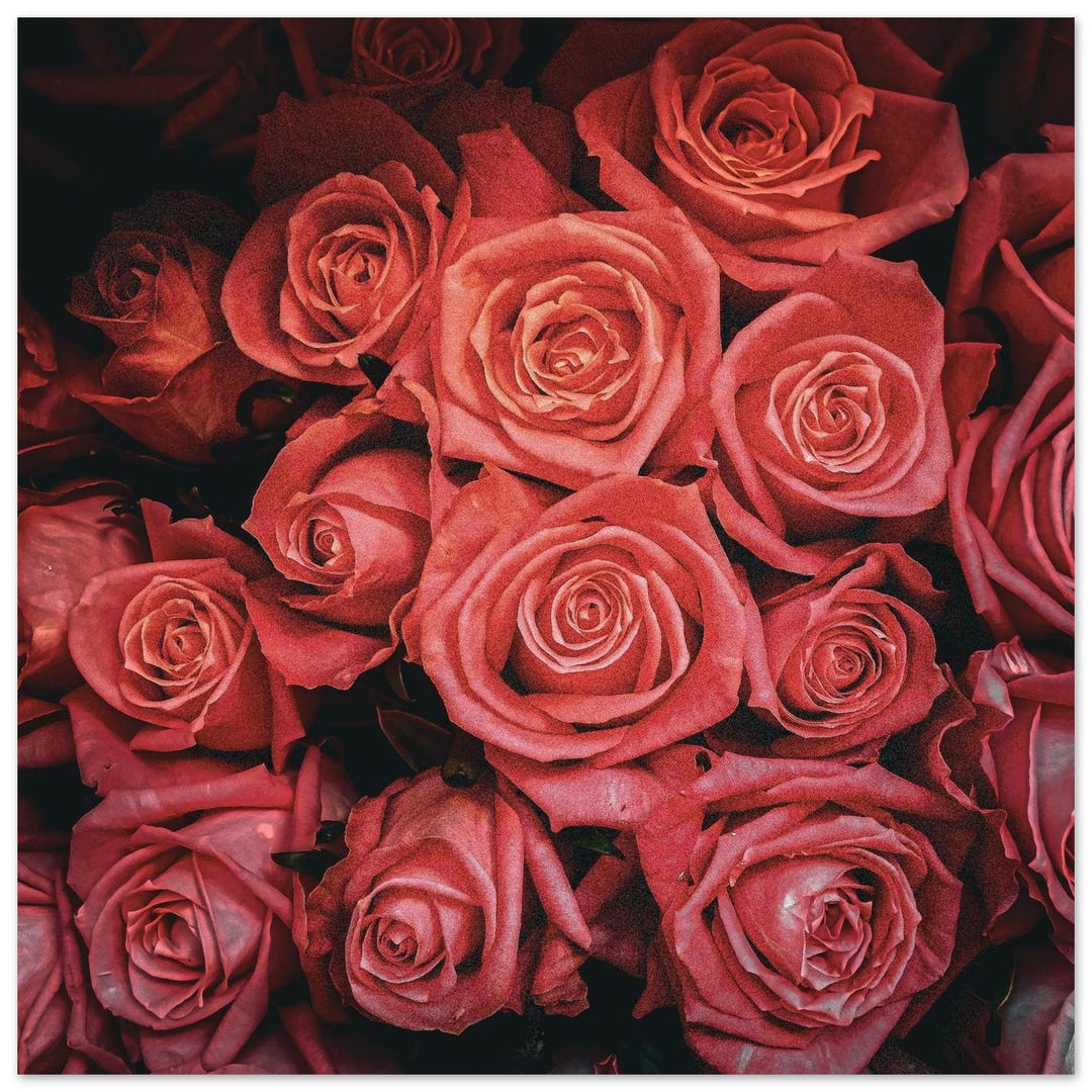 Flower Pink Roses Fine Art Photography Print - Romantic Floral Wall ...