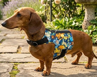 Dachshund Harness - No Rub, comfort, secure and made to measure.