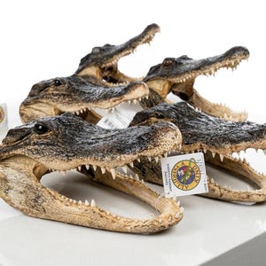 May include: A collection of preserved alligator heads with dark, textured skin and open jaws displaying sharp, white teeth. Each head features a small, circular tag with the text 'GENUINE ALLIGATOR LOUISIANA' and a graphic of an alligator.