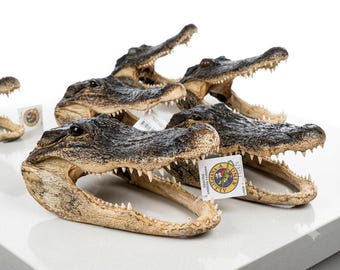 Genuine Louisiana Alligator Head Specimen – High-End Preserved Taxidermy Gator for Executive Desk, Man Cave & Oddities Display
