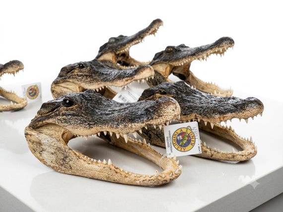 Genuine Louisiana Alligator Head Specimen – High-End Preserved Taxidermy Gator for Executive Desk, Man Cave & Oddities Display
