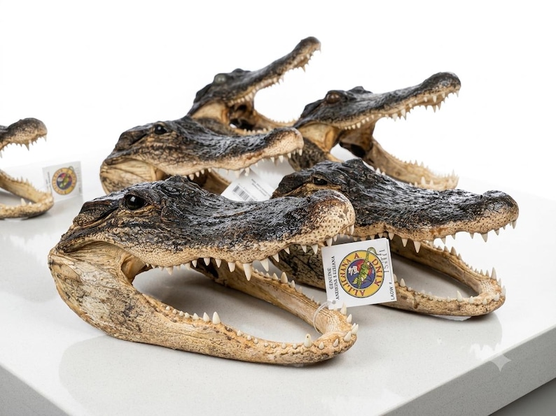 May include: A collection of preserved alligator heads with dark, textured skin and open jaws displaying sharp, white teeth. Each head features a small, circular tag with the text 'GENUINE ALLIGATOR LOUISIANA' and a graphic of an alligator.