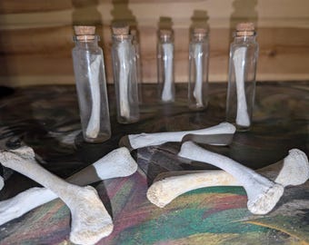Äkta alligatorben från Louisiana i glasflaska | 20 ml apotekscurio (handbearbetad)