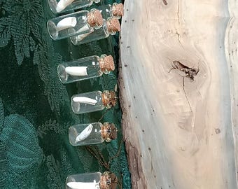 Äkta Louisiana alligatortand i glasflaska