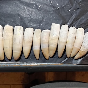 May include: A row of off-white, elongated teeth, possibly animal teeth. A yellow measuring tape shows a length of approximately 7.6 cm. The teeth have pointed ends and vary in size. They are arranged on a dark surface.