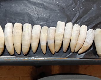 Real Louisiana Alligator Teeth/Fang 2-4in"