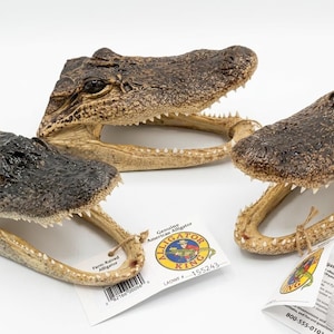 May include: Three preserved American alligator heads with dark brown textured skin, visible teeth, and open jaws. Each head features a white tag attached with twine, displaying the text Genuine American Alligator and Alligator King.