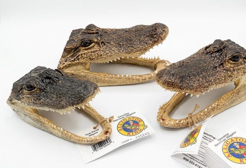 May include: Three preserved American alligator heads with dark brown textured skin, visible teeth, and open jaws. Each head features a white tag attached with twine, displaying the text Genuine American Alligator and Alligator King.
