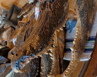 Select alligator trophy Mount wild Louisiana caught 12ft gator